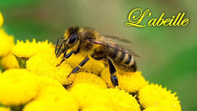 L'abeille
