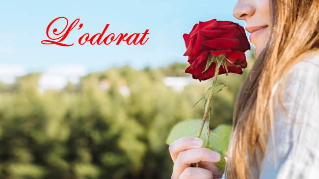 L'odorat