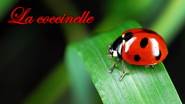 La coccinelle