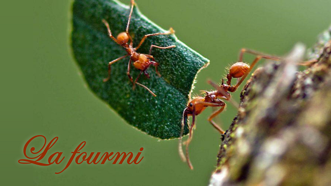 La fourmi