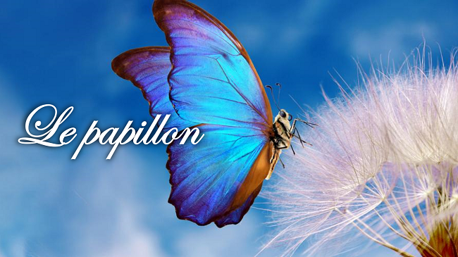 Le papillon